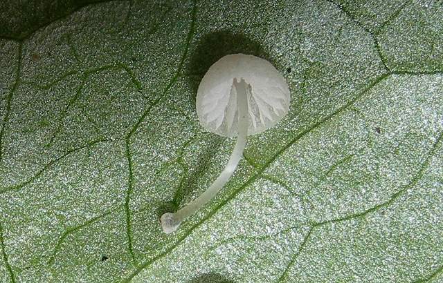 le  Specie  invernali  del  Leimental